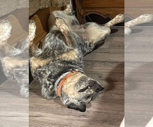 Medium Photo #4 Mutt Puppy For Sale in Cookeville, TN, USA