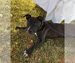 Small #24 American Pit Bull Terrier Mix