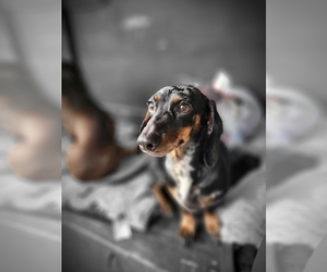 Father of the Dachshund puppies born on 09/23/2023
