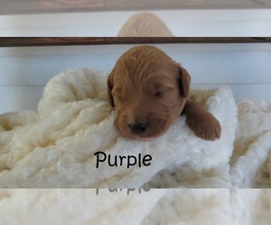 Goldendoodle Puppy for sale in PERRYSVILLE, OH, USA