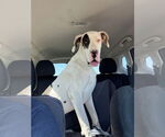 Small #2 Great Dane