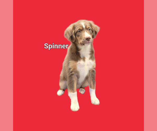 Medium Photo #2 Miniature Australian Shepherd Puppy For Sale in OCTAVIA, OK, USA