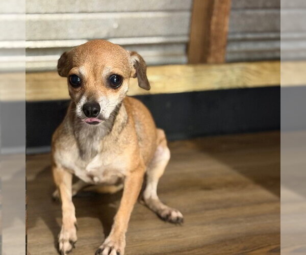 Medium Photo #4 Chihuahua Puppy For Sale in Yardley, PA, USA