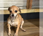 Small Photo #4 Chihuahua Puppy For Sale in Yardley, PA, USA
