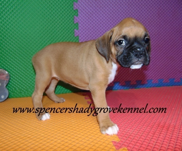 Medium Photo #9 Boxer Puppy For Sale in CABOOL, MO, USA