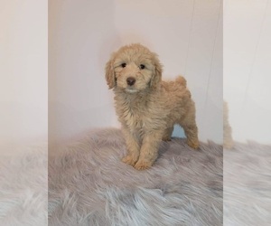 Aussiedoodle Puppy for sale in INDIANAPOLIS, IN, USA