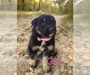 Medium Australian Shepherd