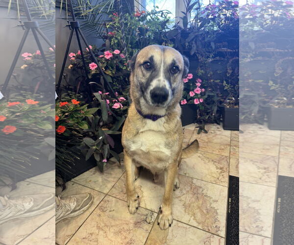 Medium Photo #3 German Shepherd Dog-Unknown Mix Puppy For Sale in Leavenworth, KS, USA
