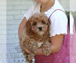 Small #3 Cavapoo (Miniature)
