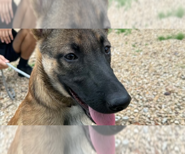 Medium Photo #1 Mutt Puppy For Sale in Imlay City, MI, USA