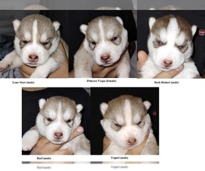 Siberian Husky Puppy for sale in KENNEWICK, WA, USA