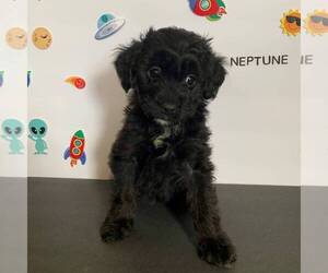 Aussiedoodle Miniature  Puppy for sale in JOHNSTOWN, NE, USA