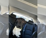 Ray - Male Labrador Retriever-Unknown Mix Dog for Adoption - Small photo