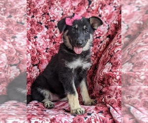 German Shepherd Dog Puppy for sale in OXFORD, PA, USA