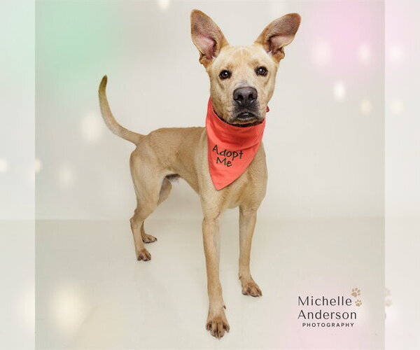 Medium Photo #2 Great Dane-Unknown Mix Puppy For Sale in Corona, CA, USA