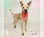 Small #1 Great Dane Mix