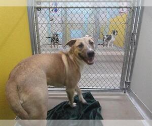 Anatolian Shepherd-Unknown Mix Dogs for adoption in Temple, TX, USA