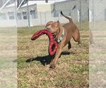 Small #3 American Pit Bull Terrier