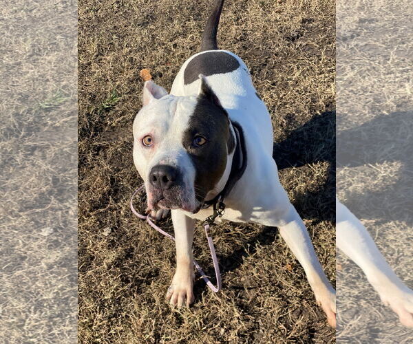 Medium Photo #4 American Pit Bull Terrier-Unknown Mix Puppy For Sale in Virginia Beach, VA, USA