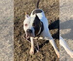 Small #3 American Pit Bull Terrier Mix