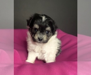 Pomeranian-Poodle (Toy) Mix Puppy for sale in EDWARDSBURG, MI, USA