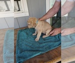 Small #2 Chesapeake Bay Retriever