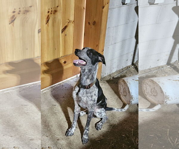 Medium Photo #3 Mutt Puppy For Sale in Aurora, CO, USA