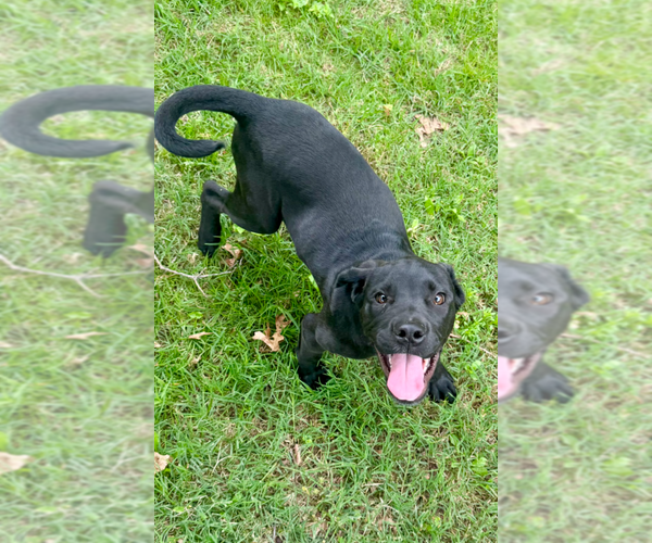 Medium Photo #4 Labrador Retriever-Unknown Mix Puppy For Sale in Boston, MA, USA