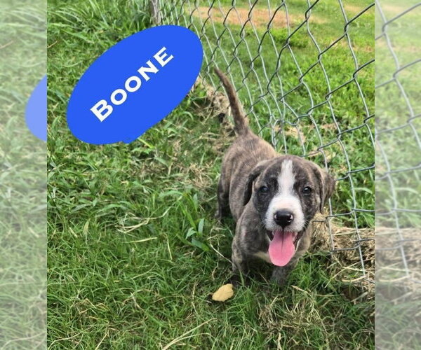 Medium Photo #1 Mutt Puppy For Sale in Wenonah, NJ, USA