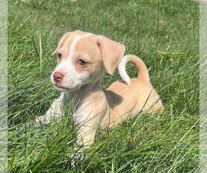 American Pit Bull Terrier-Chihuahua Mix Dogs for adoption in Springdale, PA, USA