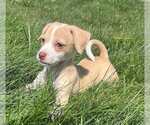 Small American Pit Bull Terrier-Chihuahua Mix