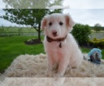 Small Photo #3 English Shepherd Puppy For Sale in HONEY BROOK, PA, USA