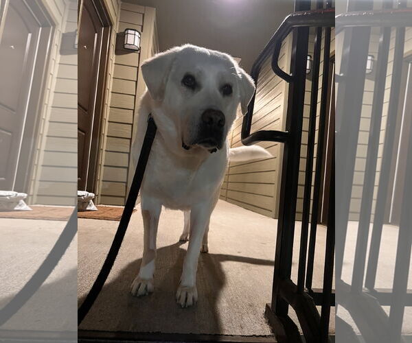 Medium Photo #3 Labrenees Puppy For Sale in Miami, FL, USA