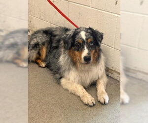 Medium Australian Shepherd