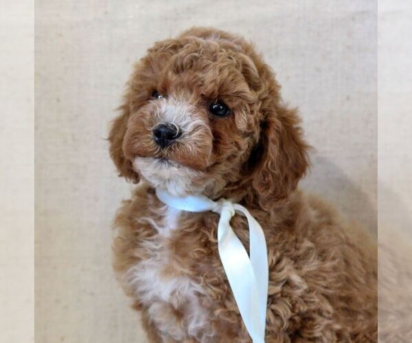 Medium Photo #3 Cavapoo Puppy For Sale in NEWMANSTOWN, PA, USA