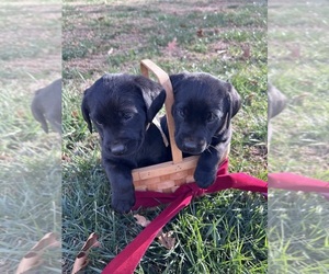 Labrador Retriever Puppy for sale in AMHERST, VA, USA