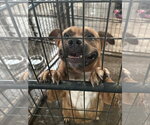Small #4 Staffordshire Bull Terrier Mix