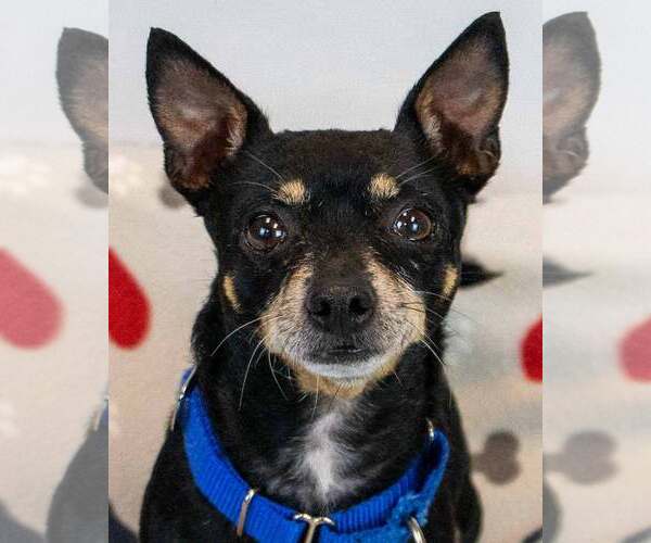 Medium Photo #1 Chihuahua-Unknown Mix Puppy For Sale in Kennesaw, GA, USA