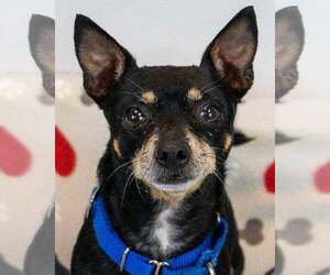 Chihuahua-Unknown Mix Dogs for adoption in Kennesaw, GA, USA