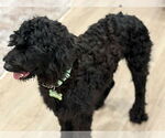 Small #1 Wheaten Terrier Mix