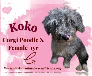 Pembroke Welsh Corgi-Unknown Mix Dogs for adoption in Anchorage, AK, USA