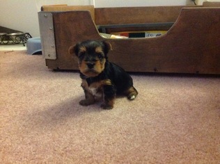 Yorkshire Terrier Puppy for sale in INVERNESS, FL, USA