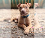Small #2 Mutt