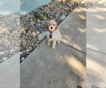 Small Photo #1 Goldendoodle (Miniature) Puppy For Sale in GREELEY, CO, USA