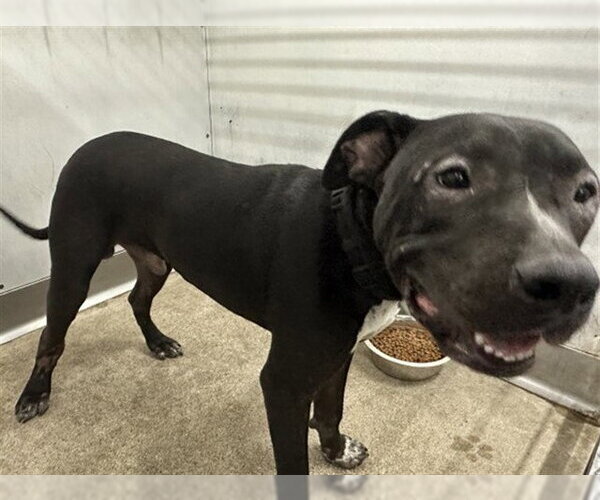 Medium Photo #1 Mutt Puppy For Sale in San Bernardino, CA, USA