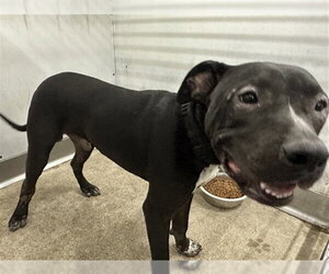 Mutt Dogs for adoption in San Bernardino, CA, USA
