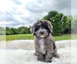 Aussiedoodle Miniature  Puppy for Sale in COLLEGE STA, Texas USA