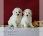 Small #1 Goldendoodle (Miniature)