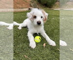 Small #4 Poodle (Miniature) Mix