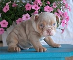 Small #2 English Bulldog